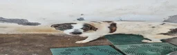 Meticcio cani in regalo: Nino in canile - Annuncio 1