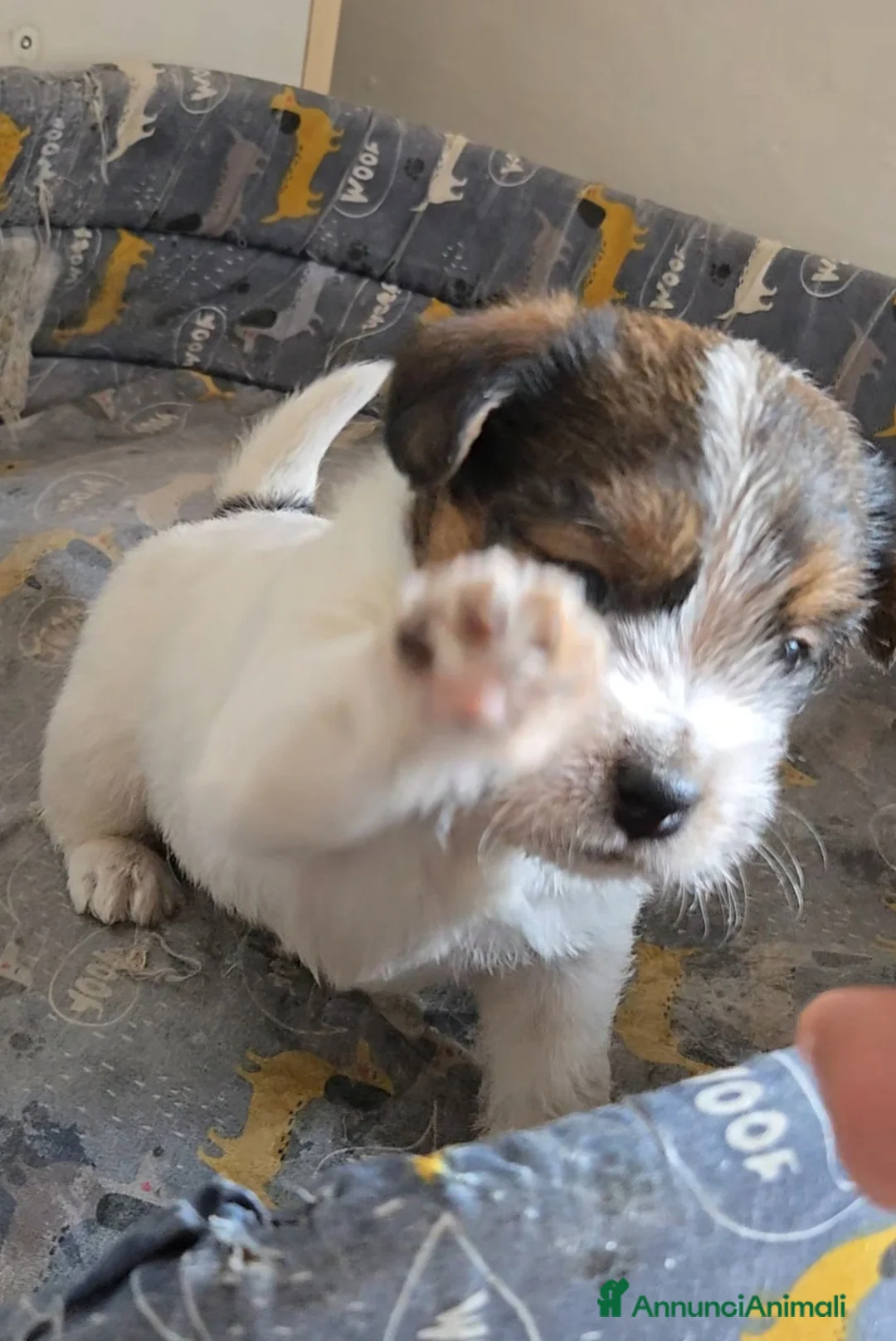 Jack Russell cani in vendita: Cuccioli di Jack Russell  - Annuncio 2