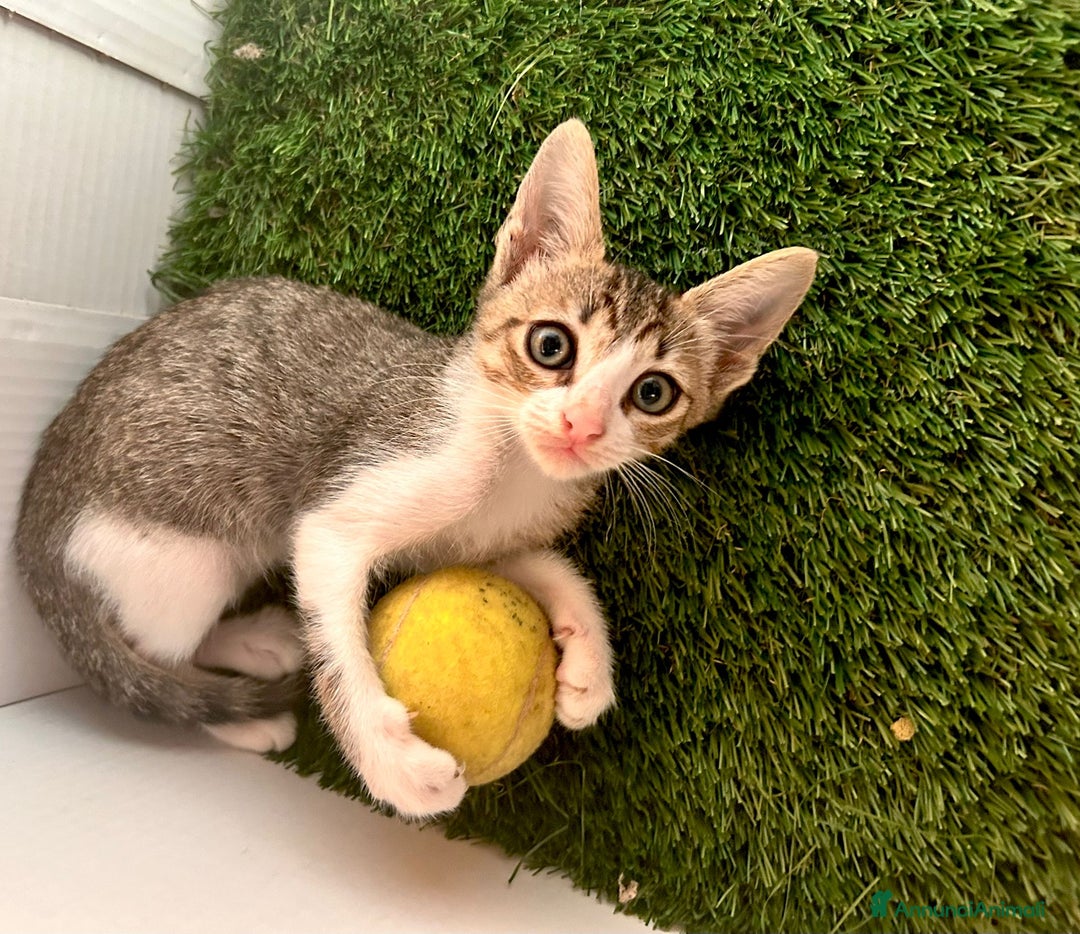 Europeo gatti in regalo: GATTINI ESCLUSI DA TUTTI  - Annuncio 11