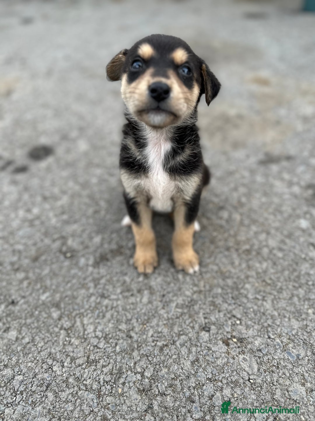 Altre razze cani in regalo: CUCCIOLI IN CERCA DI ADOZIONE - Annuncio 18
