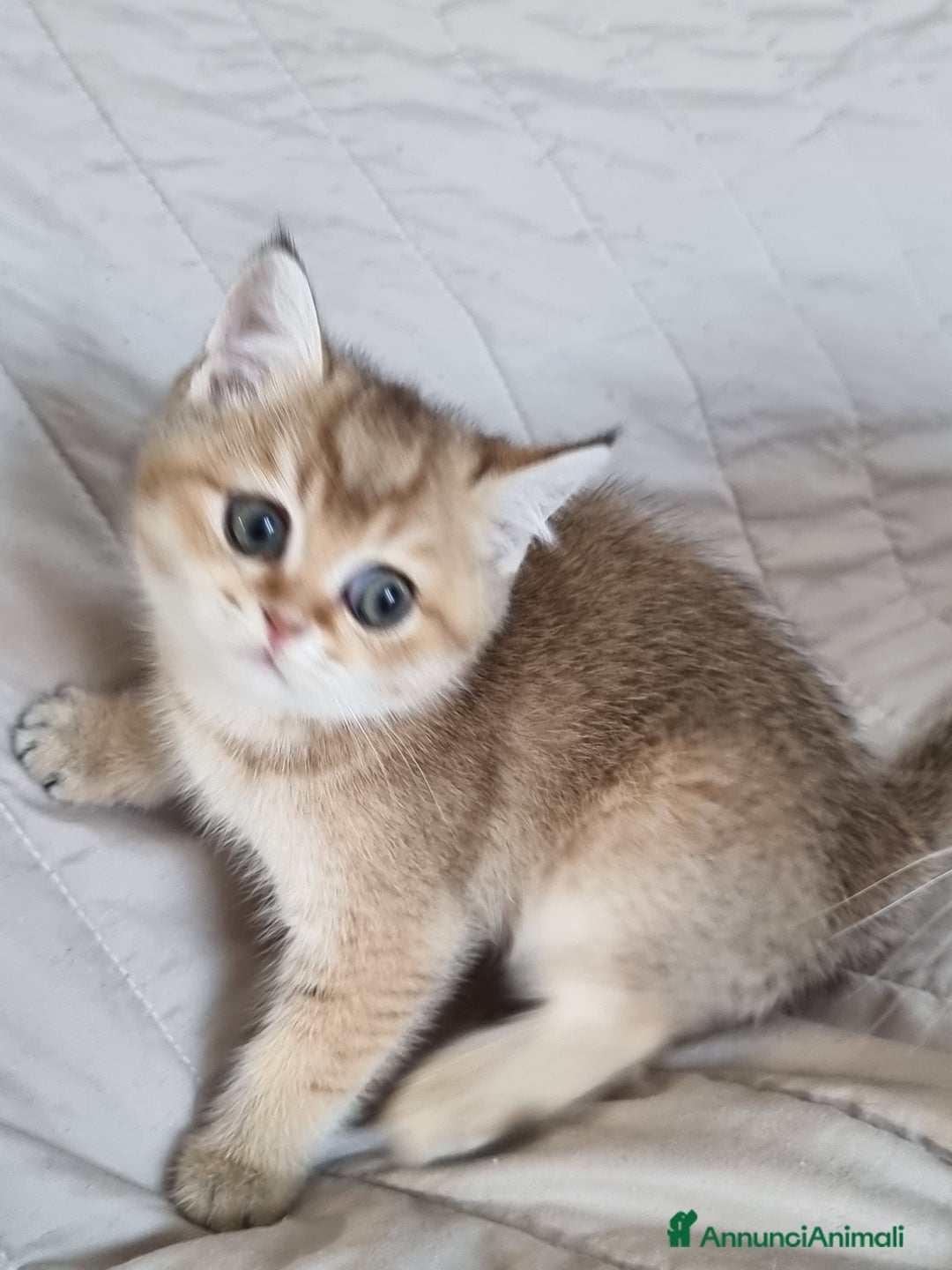 Scottish gatti in vendita: Scottish Straight con Pedigree  - Annuncio 7