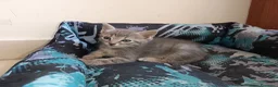 Altre razze gatti in vendita: Gattino (Padre Certosino) - Annuncio 12