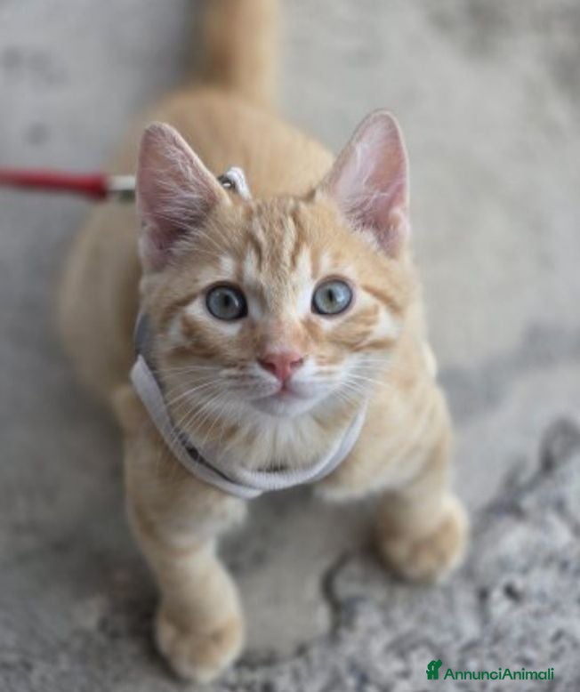 Meticcio gatti Micetto rosso di tre mesi cerca casa - Annuncio 3