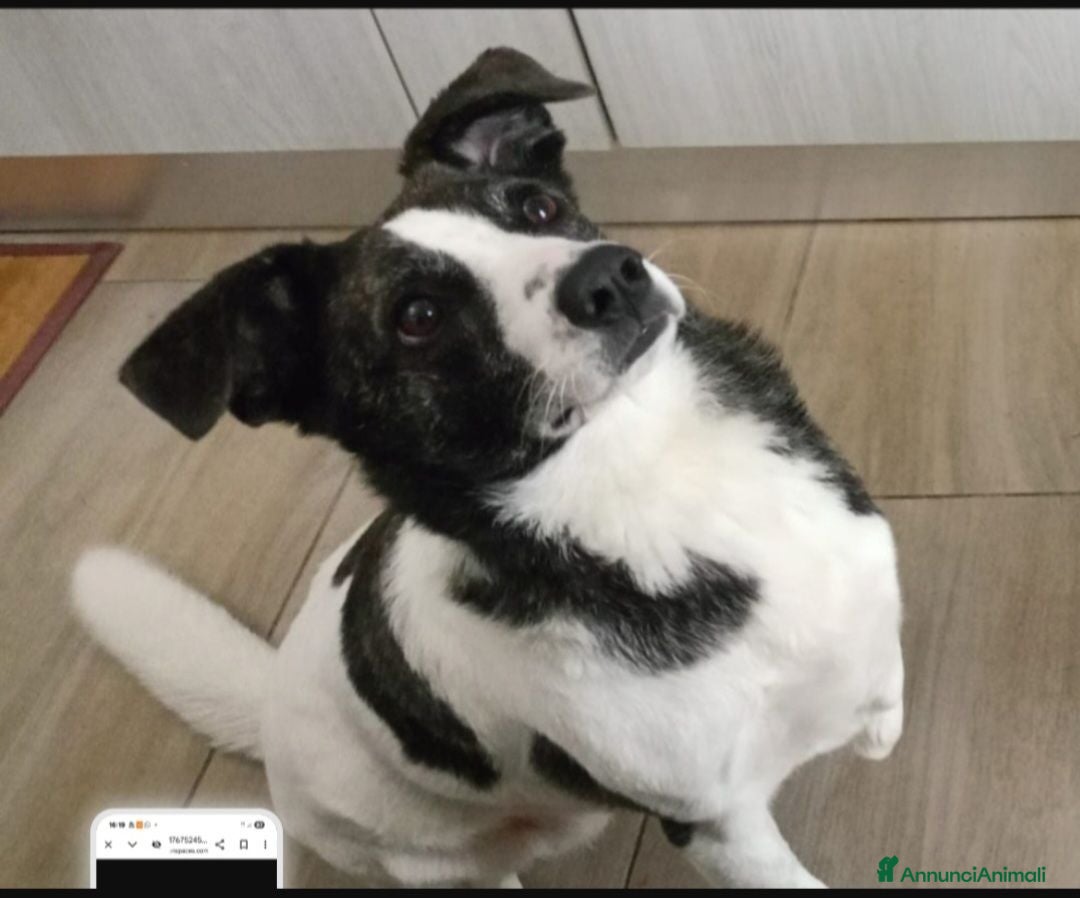 Meticcio cani Femmina 3anni STALLO FINITO,URGENTE! SOLO SARDEGNA - Annuncio 1