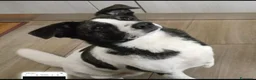 Meticcio cani in regalo: Femmina 3anni STALLO FINITO,URGENTE! SOLO SARDEGNA - Annuncio 1