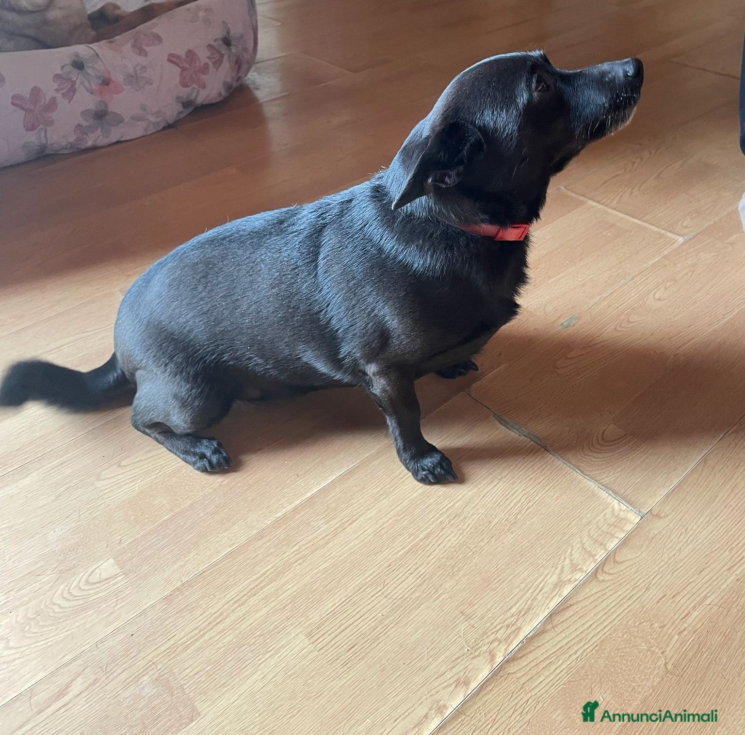 Meticcio cani in regalo: Orsetta, meravigliosa cagnolina cerca casa - Annuncio 4