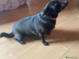 Meticcio cani in regalo: Orsetta, meravigliosa cagnolina cerca casa - Annuncio 4