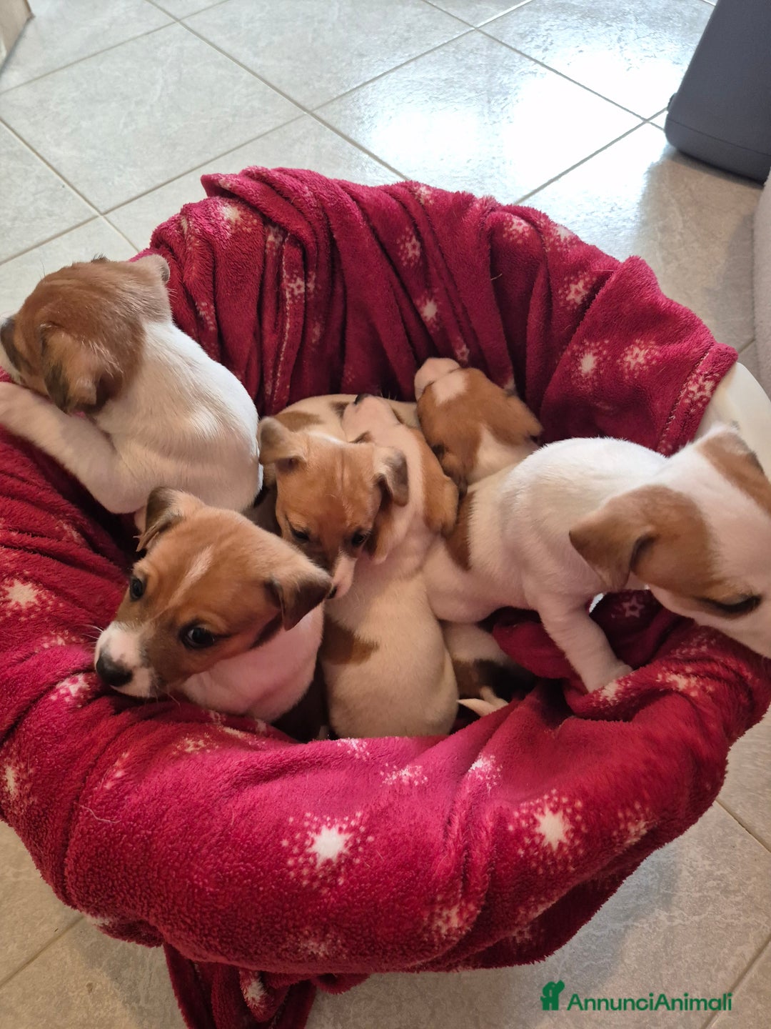 Jack Russell cani in vendita: Jack russell - Annuncio 5