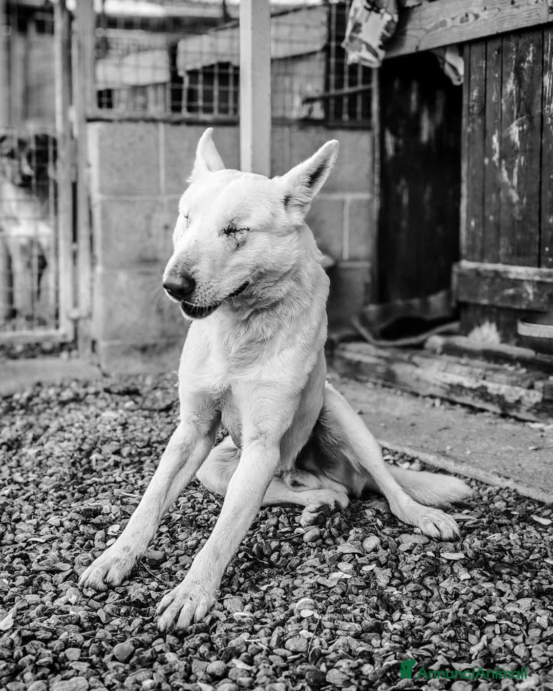 Pastore Svizzero cani in regalo: ADOZ.DEL💔:cucciolone senza occhi ADOZ.SERIA!!!! - Annuncio 1