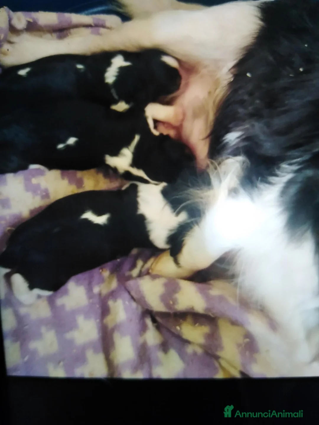 Cavalier King cani in vendita: Cavalier King charles spaniel  - Annuncio 2
