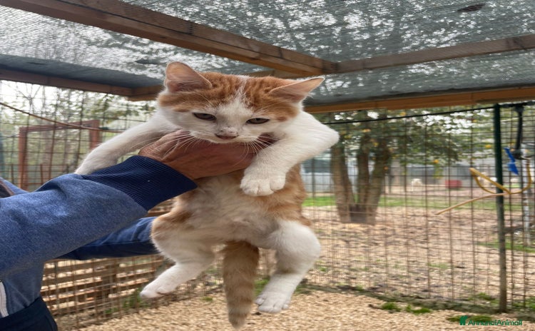 Meticcio gatti SOS SOS SOS POOH - Annuncio 5