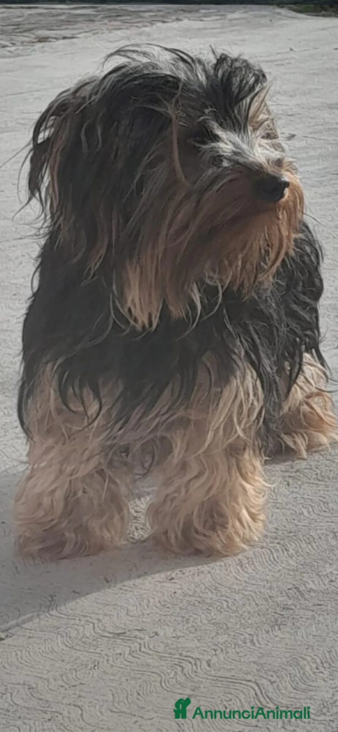Yorkshire cani in vendita: Yorkshire terrier cucciolo  - Annuncio 5