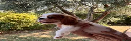 Cavalier King cani in vendita: Splendido cucciolo altamente selezionato ! - Annuncio 5