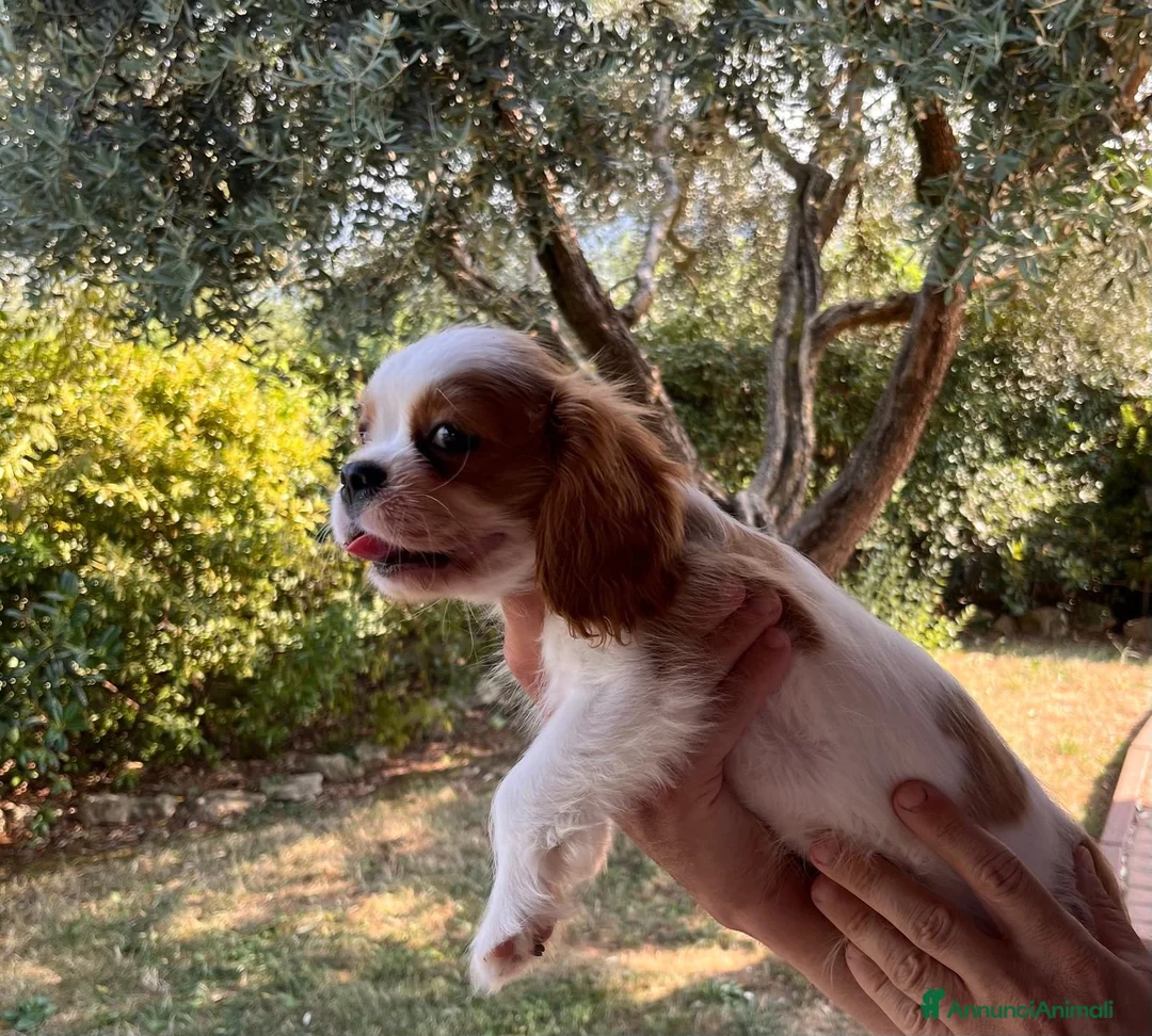 Cavalier King cani in vendita: Splendido cucciolo altamente selezionato ! - Annuncio 5