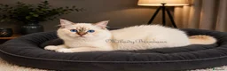 Sacro di Birmania gatti in vendita: Maschio Sacro di Birmania - Annuncio 3