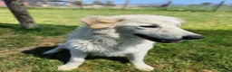 Pastore Maremmano cani in regalo: SVEN, cucciolone di pastore abruzzese - Annuncio 3