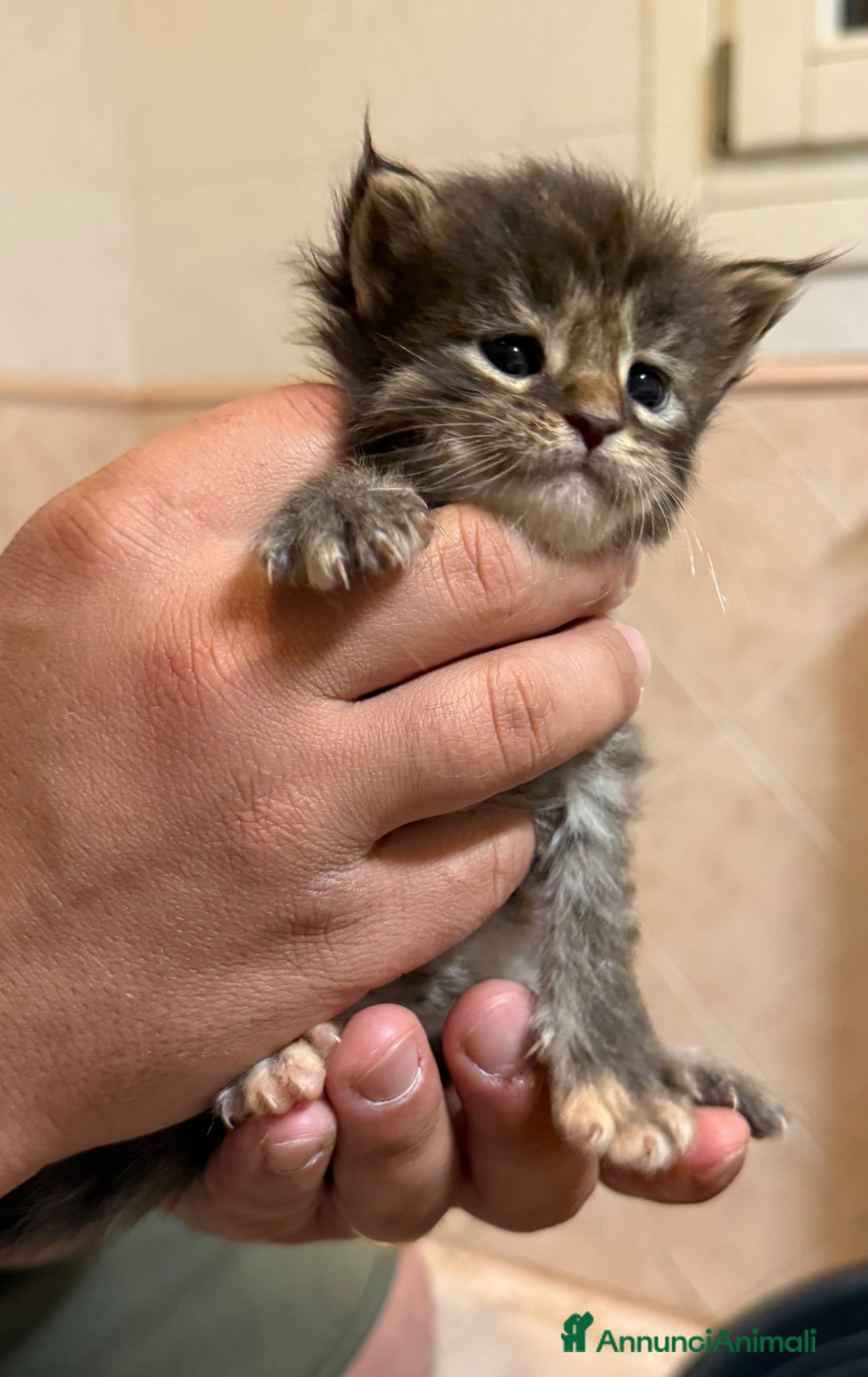 Maine Coon gatti Cuccioli Maine Coon - Annuncio 1