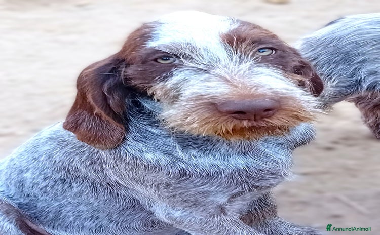 Spinone cani - Annuncio 1