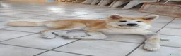 Akita Inu cani in vendita: Akita cuccioli  - Annuncio 4