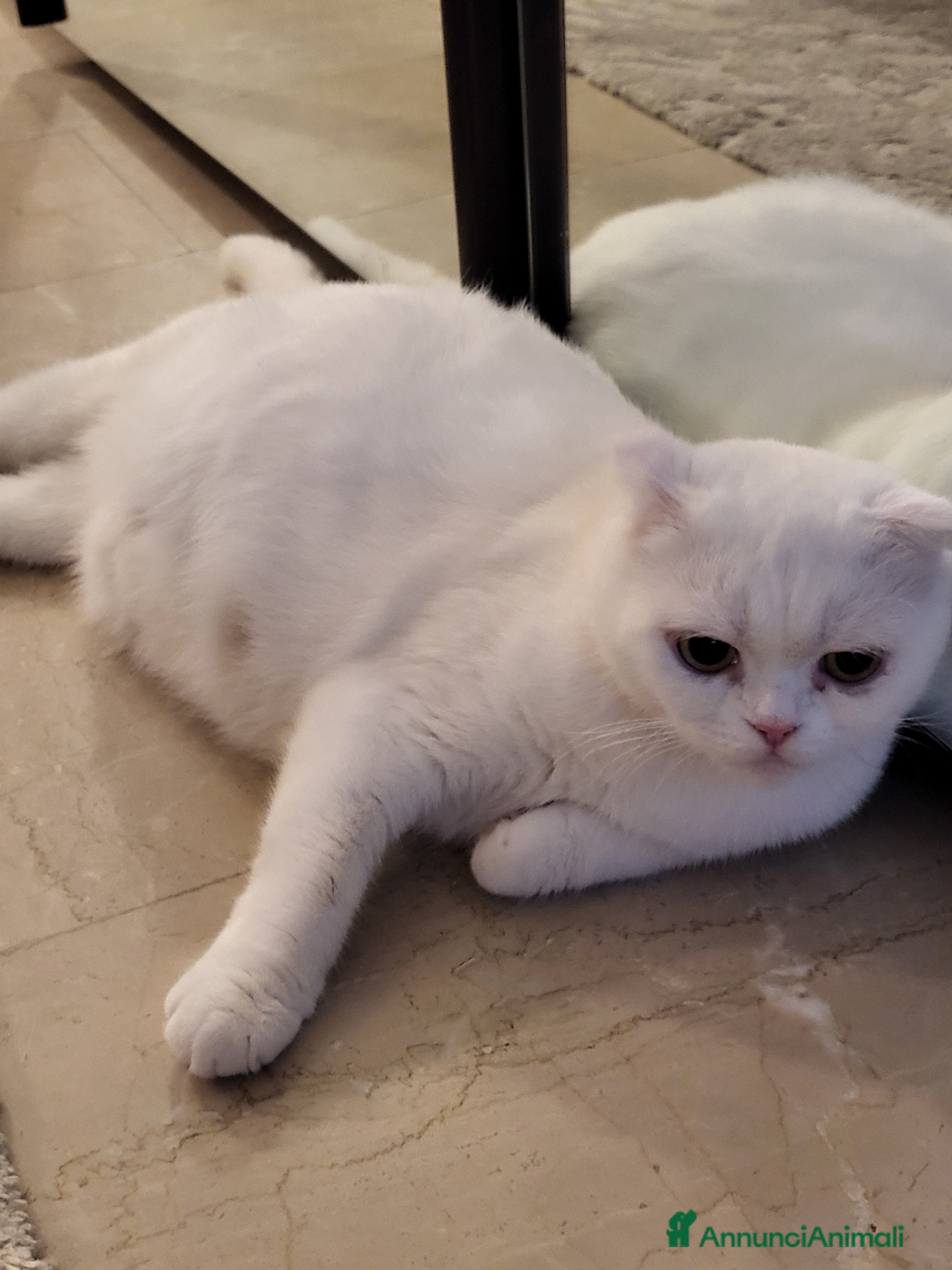 British gatti Vendo 6 bellissimi cuccioli di british.  - Annuncio 1