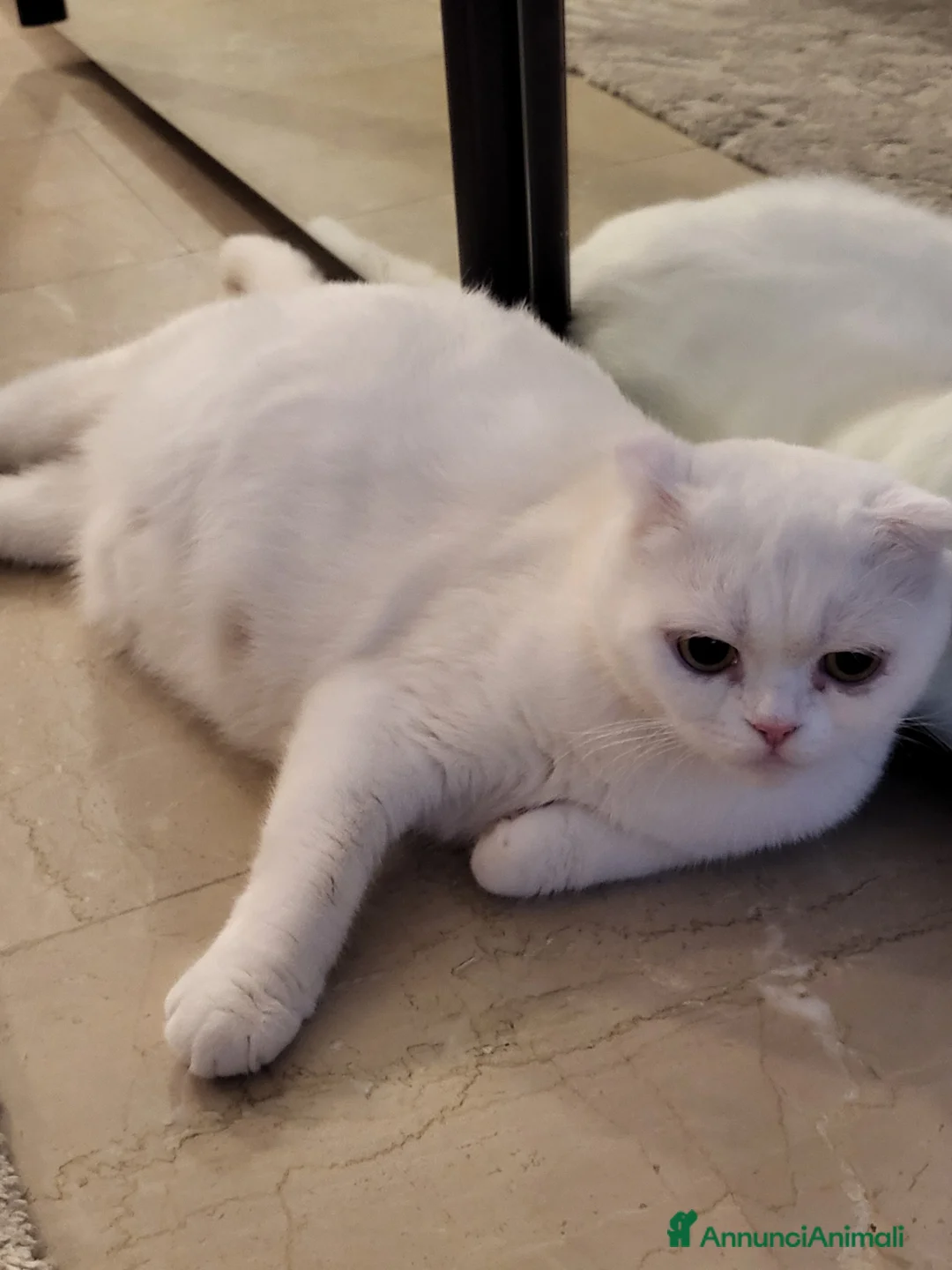 British gatti in vendita: Vendo 6 bellissimi cuccioli di british.  - Annuncio 1