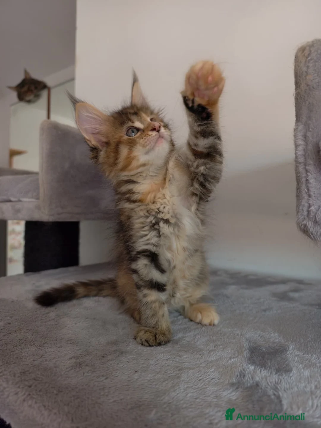 Maine Coon gatti in vendita: Affettuosa cucciola Maine Coon  - Annuncio 7