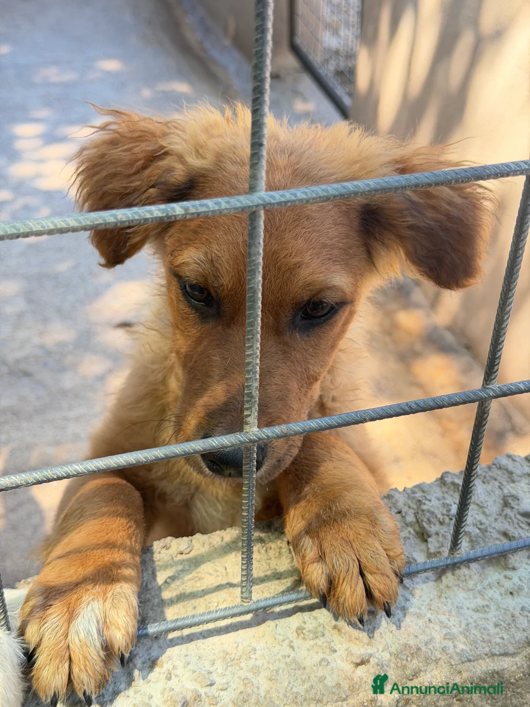 Meticcio cani in regalo: Lia.  a Provincia di Padova - Annuncio 2