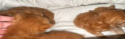 Maine Coon gatti in vendita: Maine coon cuccioli (Austin X Bastet) - Annuncio 10