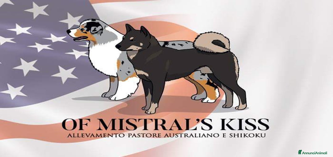 Immagine della galleria {{count}}