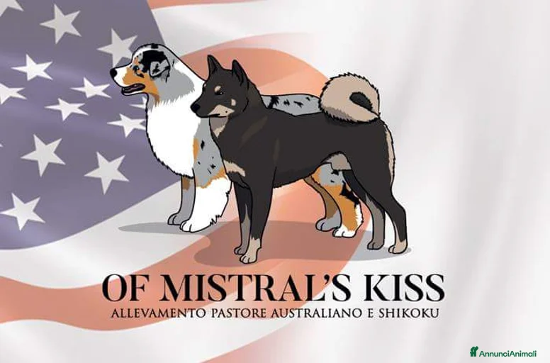 Immagine della galleria {{count}}