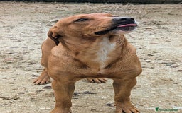 Meticcio cani in regalo: ADOTTA CORFU' a Provincia di Novara - Immagine 2
