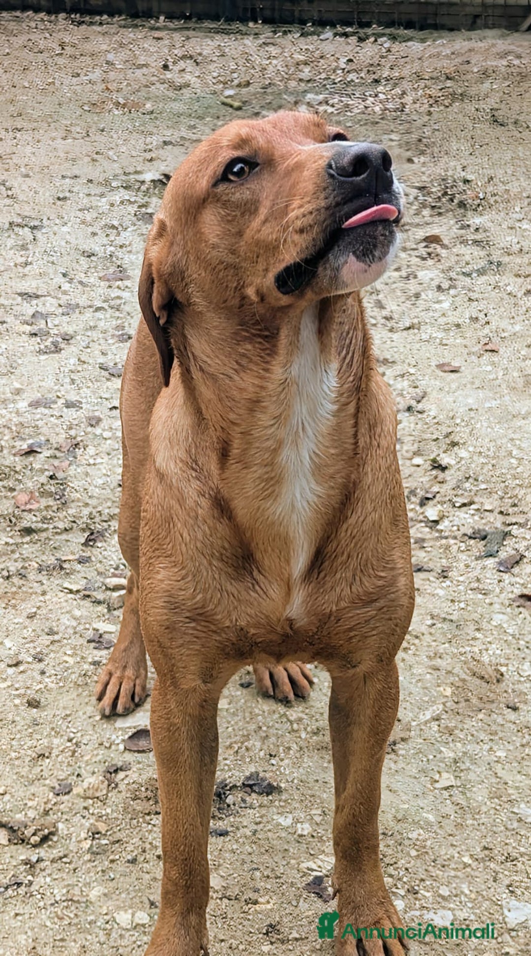 Meticcio cani in regalo: ADOTTA CORFU' a Provincia di Novara - Immagine 2
