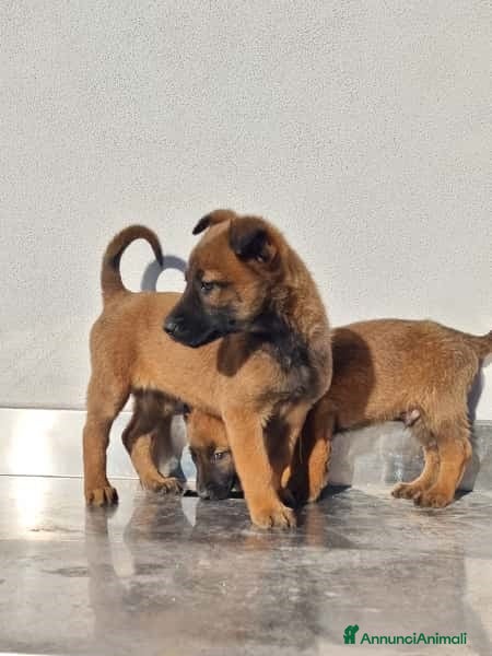 Pastore Belga cani Cuccioli Pastore Belga Malinois in Puglia Foggia  - Annuncio 2