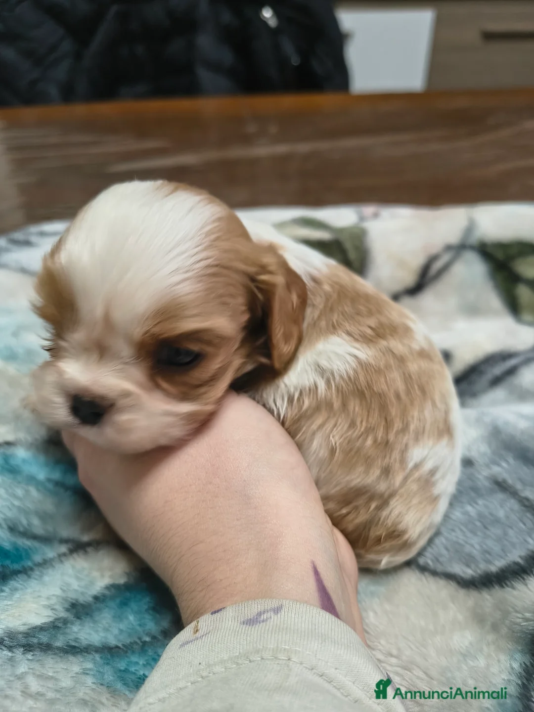 Cavalier King cani in vendita: Cuccioli di cavalier king Charles spaniel  a Provincia di Modena - Annuncio 10