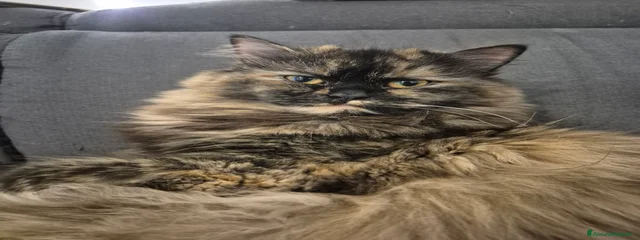 Liu