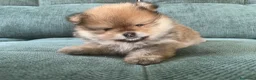 Volpino Pomerania cani in vendita: Volpino di Pomerania  - Annuncio 7