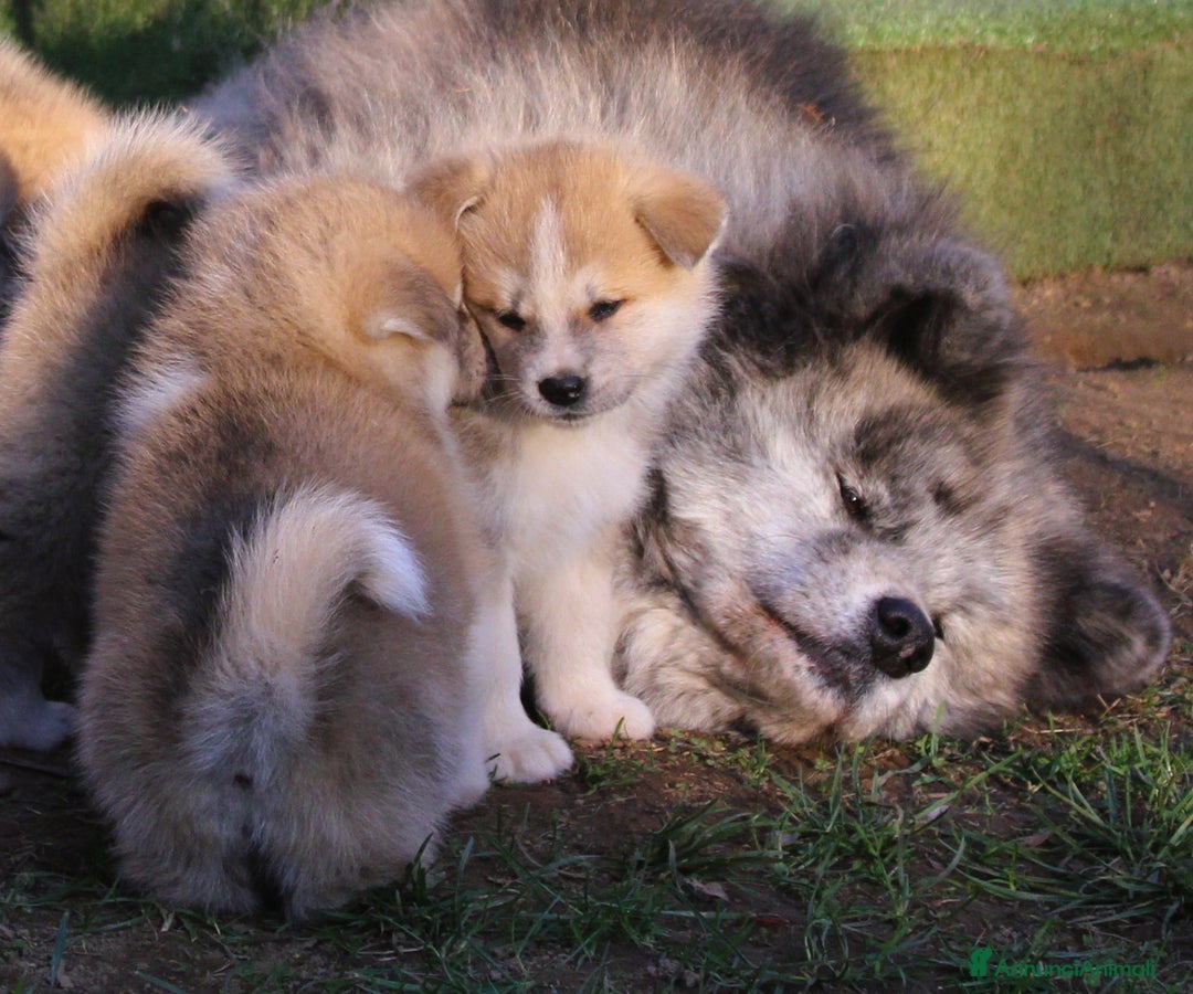 Akita Inu cani in vendita: CUCCIOLI AKITA INU  a Province of Monza and Brianza - Annuncio 8