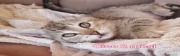Altre razze gatti in regalo: GATTINI ESCLUSI E SOLI  a Città Metropolitana di Genova - Annuncio 11