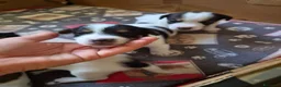 Jack Russell cani in vendita: Disponibili cuccioli jack russel  a Provincia di Ravenna - Annuncio 2