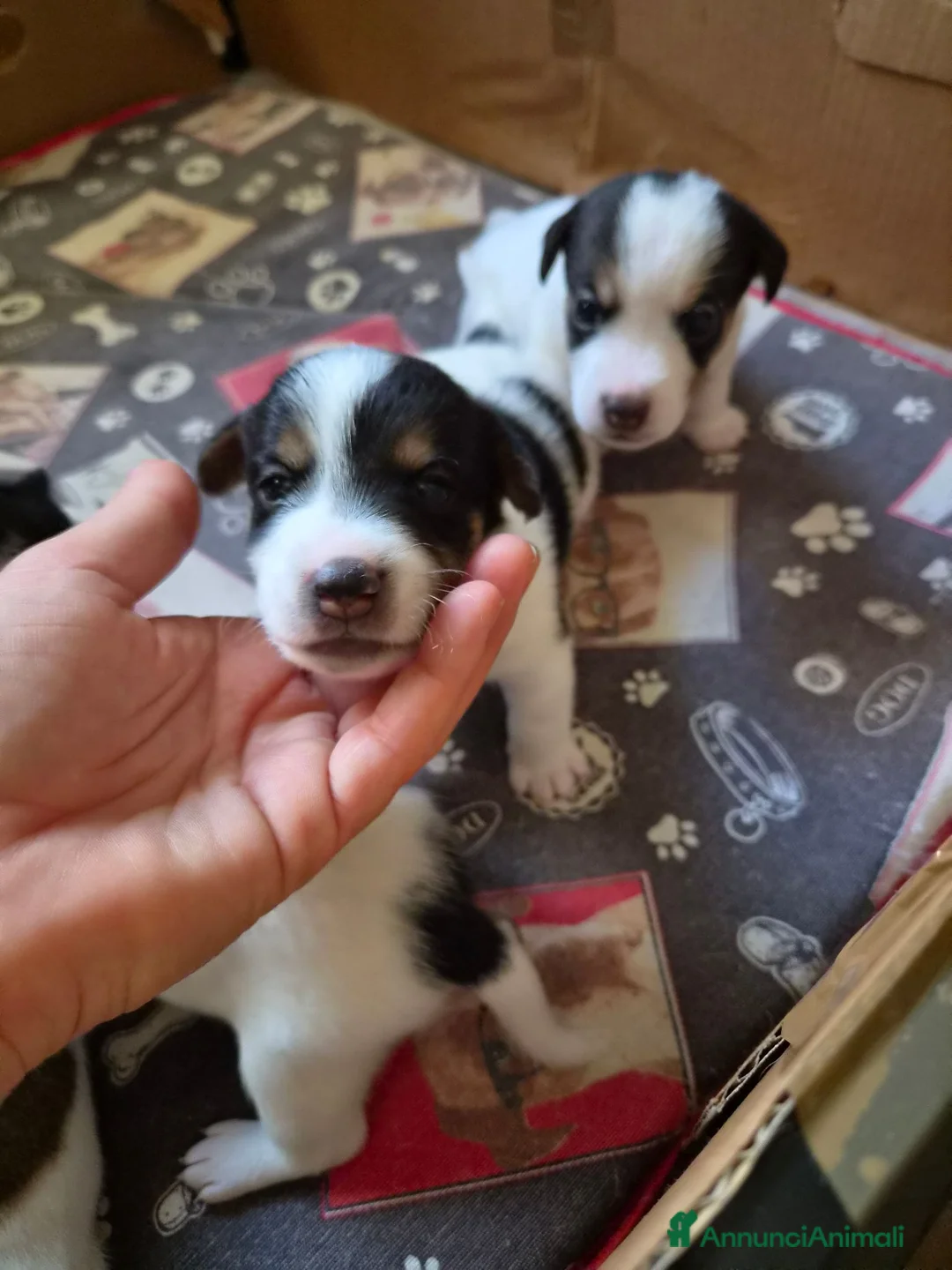 Jack Russell cani in vendita: Disponibili cuccioli jack russel  a Provincia di Ravenna - Annuncio 2