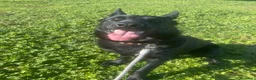 Pastore Tedesco cani in vendita: 4 cucciole Pastori Tedeschi Neri - Annuncio 1