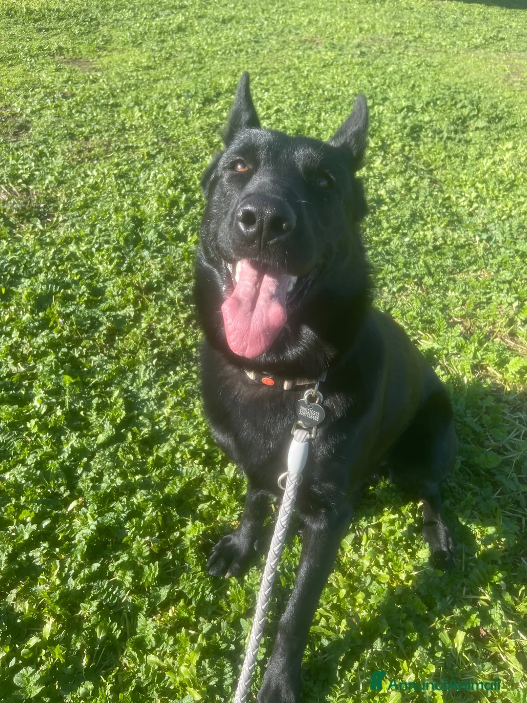 Pastore Tedesco cani in vendita: 4 cucciole Pastori Tedeschi Neri - Annuncio 1