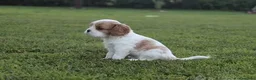 Cavalier King cani in vendita: Ultimo cucciolo di Cavalier King con pedigree - Annuncio 3