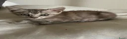 Europeo gatti in regalo: Tigratina  - Annuncio 1