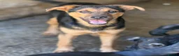 Pastore Tedesco cani in regalo: DARIUS, cucciolo mix PASTORINO dall'anima gentile. - Annuncio 4
