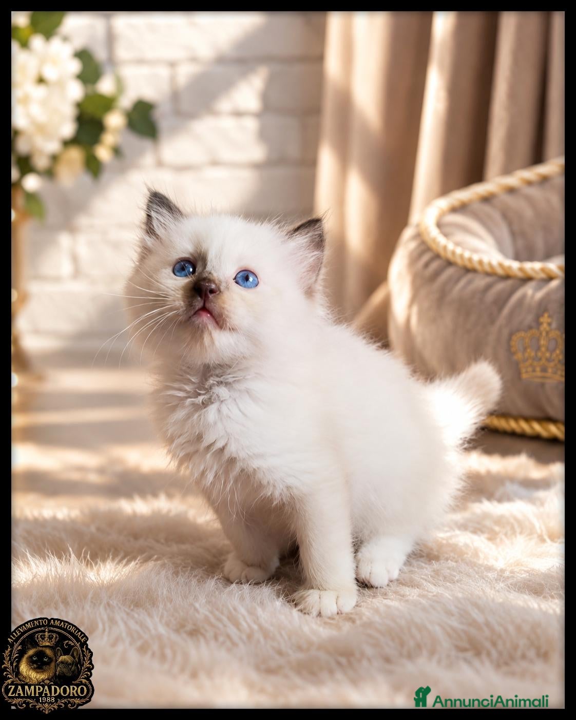 Ragdoll gatti Ragdoll cuccioli con pedigree  - Annuncio 5