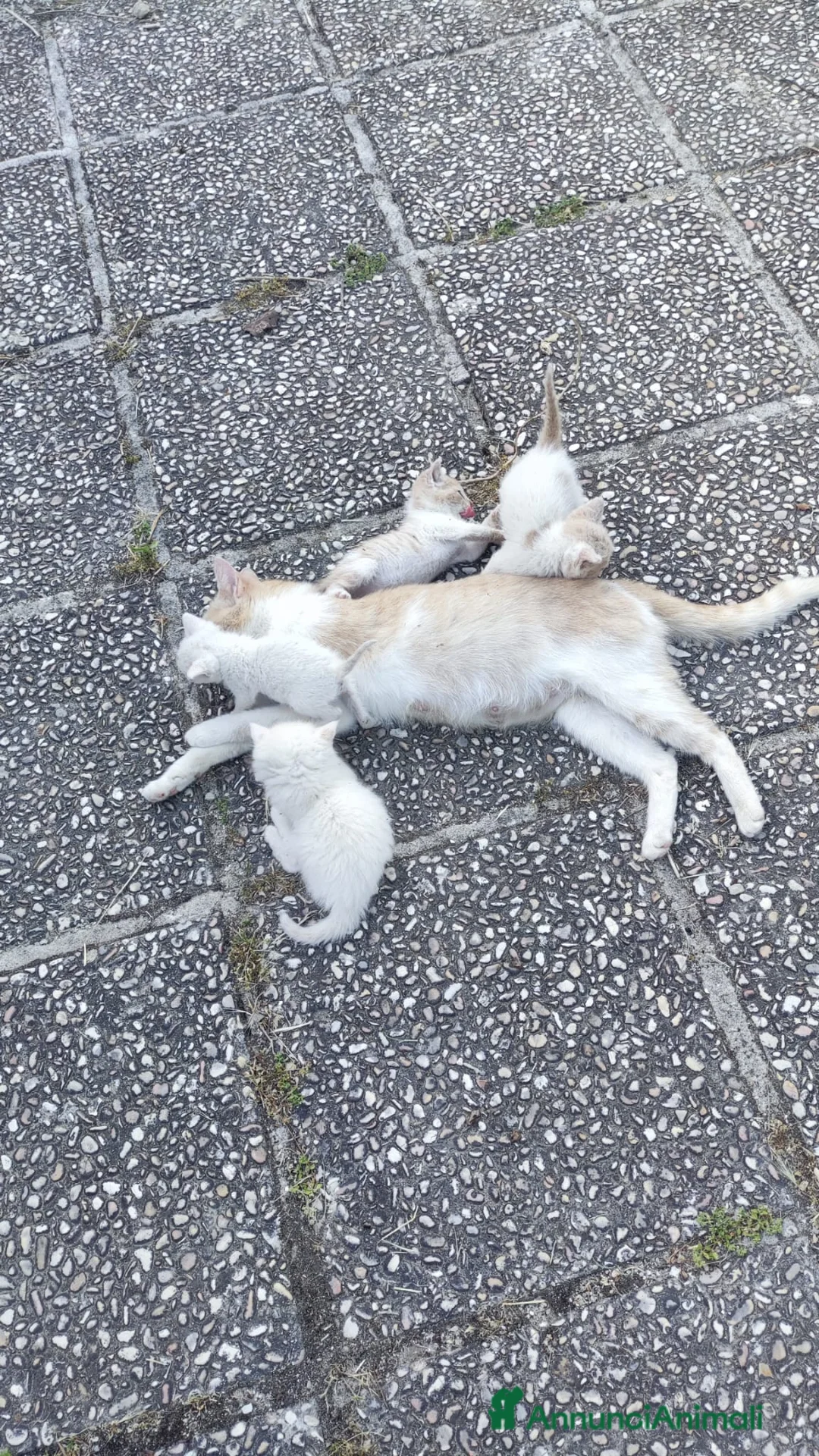 Meticcio gatti in regalo: Gattini in regalo a Provincia di Perugia - Annuncio 3