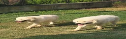 Pastore Abbruzzese Maremmano cani in vendita: Cuccioli di pastore Abruzzese Maremmano  - Annuncio 2