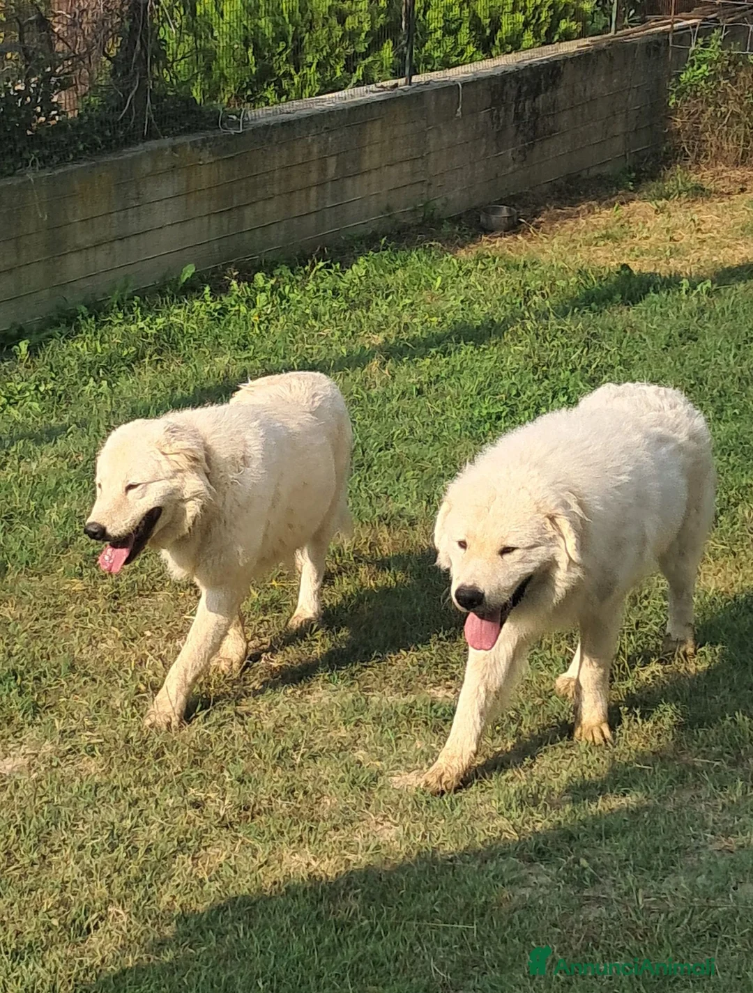 Pastore Abbruzzese Maremmano cani in vendita: Cuccioli di pastore Abruzzese Maremmano  - Annuncio 2