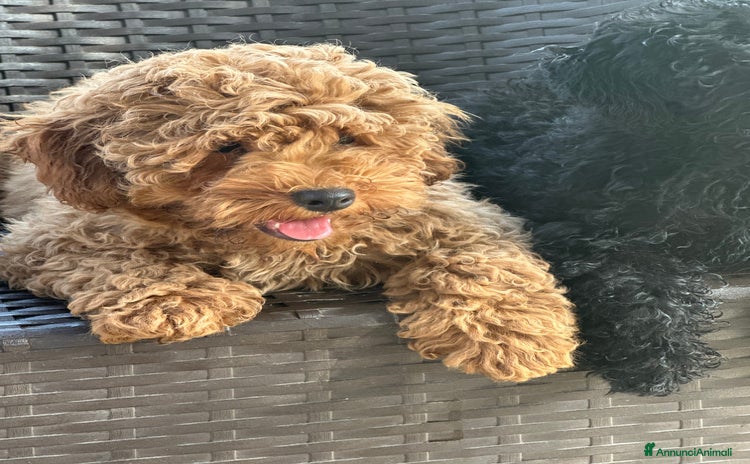 Barboncino Toy cani a Città Metropolitana di Napoli - Annuncio 15